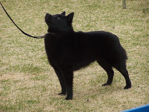 https://images.dog.ceo/breeds/schipperke/n02104365_4258.jpg