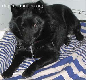 https://images.dog.ceo/breeds/schipperke/n02104365_427.jpg