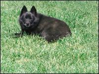 https://images.dog.ceo/breeds/schipperke/n02104365_481.jpg