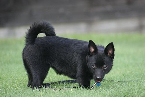 https://images.dog.ceo/breeds/schipperke/n02104365_5411.jpg