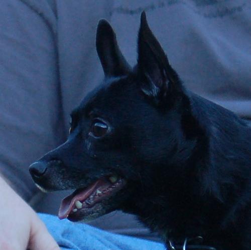 https://images.dog.ceo/breeds/schipperke/n02104365_5551.jpg