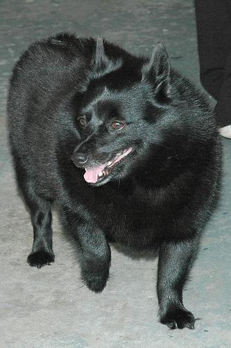 https://images.dog.ceo/breeds/schipperke/n02104365_5740.jpg