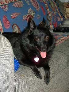 https://images.dog.ceo/breeds/schipperke/n02104365_5781.jpg