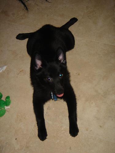 https://images.dog.ceo/breeds/schipperke/n02104365_5967.jpg