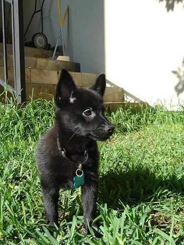 https://images.dog.ceo/breeds/schipperke/n02104365_5970.jpg