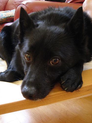 https://images.dog.ceo/breeds/schipperke/n02104365_6131.jpg