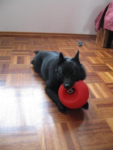 https://images.dog.ceo/breeds/schipperke/n02104365_6199.jpg