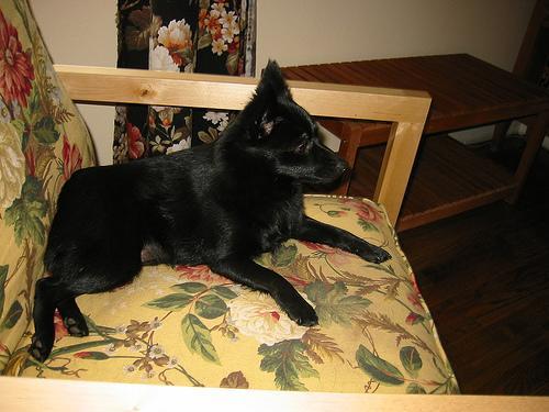 https://images.dog.ceo/breeds/schipperke/n02104365_6354.jpg