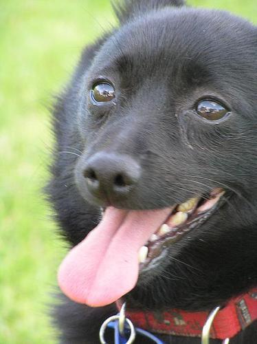 https://images.dog.ceo/breeds/schipperke/n02104365_6384.jpg