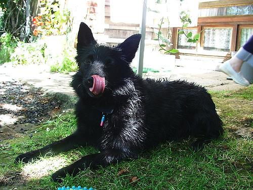 https://images.dog.ceo/breeds/schipperke/n02104365_6395.jpg