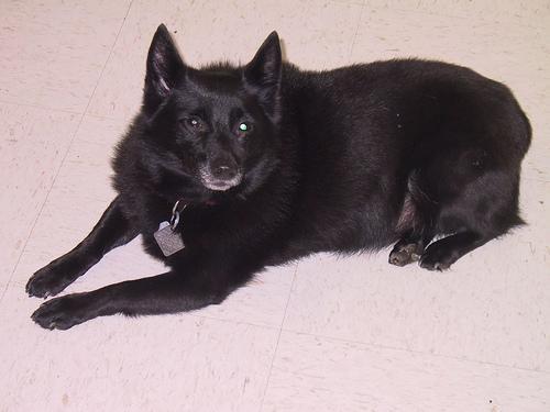 https://images.dog.ceo/breeds/schipperke/n02104365_6428.jpg