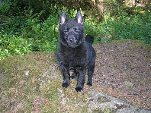 https://images.dog.ceo/breeds/schipperke/n02104365_6489.jpg