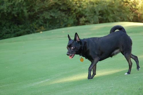 https://images.dog.ceo/breeds/schipperke/n02104365_6498.jpg