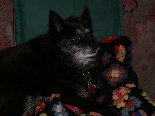 https://images.dog.ceo/breeds/schipperke/n02104365_6527.jpg