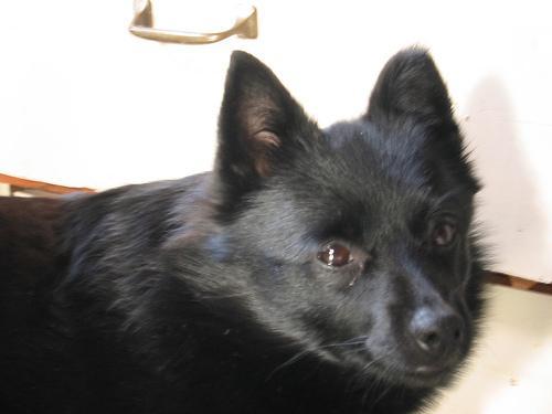 https://images.dog.ceo/breeds/schipperke/n02104365_6529.jpg