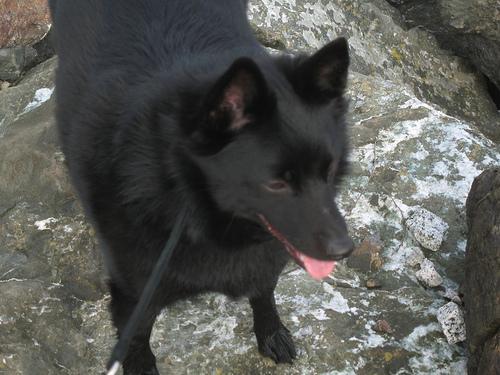 https://images.dog.ceo/breeds/schipperke/n02104365_6601.jpg