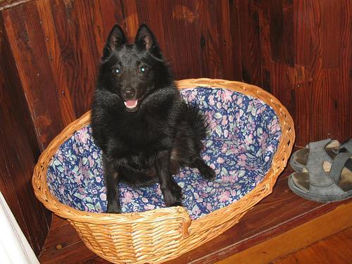 https://images.dog.ceo/breeds/schipperke/n02104365_663.jpg