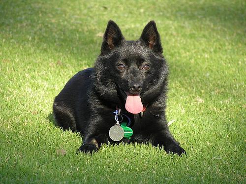 https://images.dog.ceo/breeds/schipperke/n02104365_6667.jpg