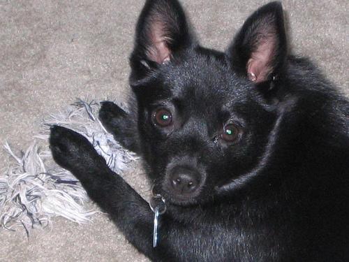 https://images.dog.ceo/breeds/schipperke/n02104365_67.jpg