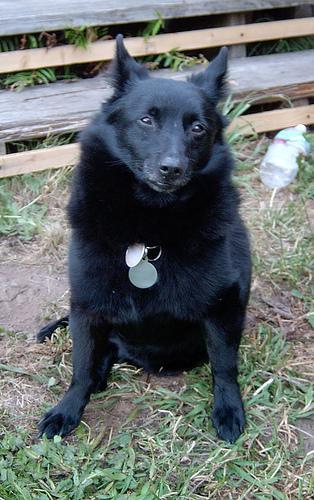 https://images.dog.ceo/breeds/schipperke/n02104365_6732.jpg