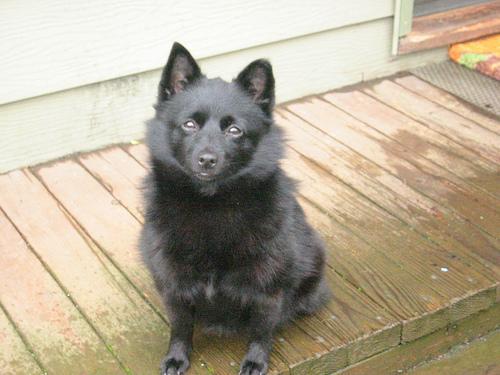 https://images.dog.ceo/breeds/schipperke/n02104365_675.jpg