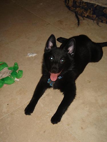 https://images.dog.ceo/breeds/schipperke/n02104365_6755.jpg