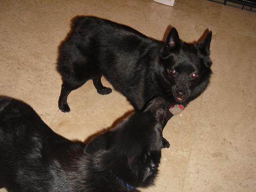 https://images.dog.ceo/breeds/schipperke/n02104365_6798.jpg