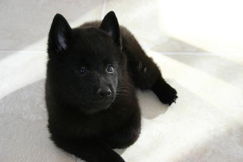 https://images.dog.ceo/breeds/schipperke/n02104365_6927.jpg