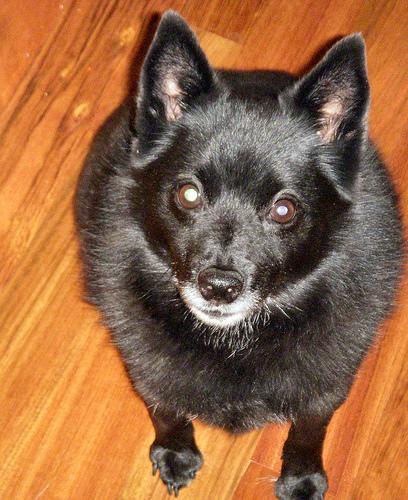 https://images.dog.ceo/breeds/schipperke/n02104365_6930.jpg