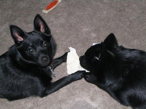 https://images.dog.ceo/breeds/schipperke/n02104365_7018.jpg