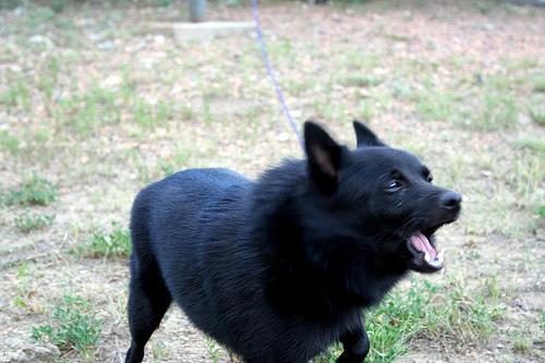 https://images.dog.ceo/breeds/schipperke/n02104365_7158.jpg