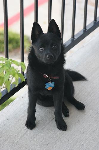 https://images.dog.ceo/breeds/schipperke/n02104365_7301.jpg