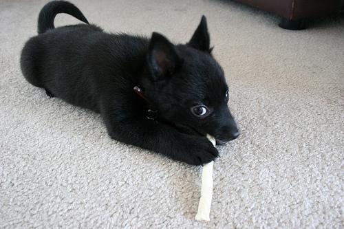 https://images.dog.ceo/breeds/schipperke/n02104365_7368.jpg