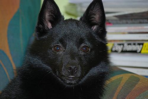 https://images.dog.ceo/breeds/schipperke/n02104365_7377.jpg