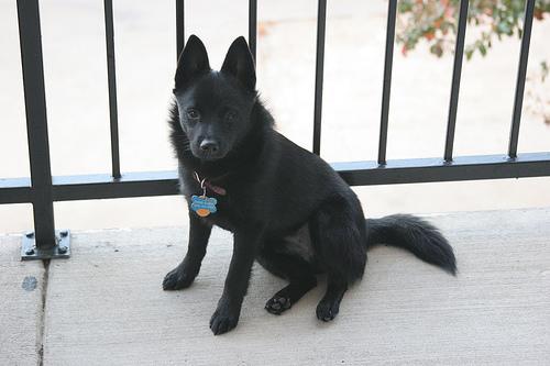 https://images.dog.ceo/breeds/schipperke/n02104365_7518.jpg