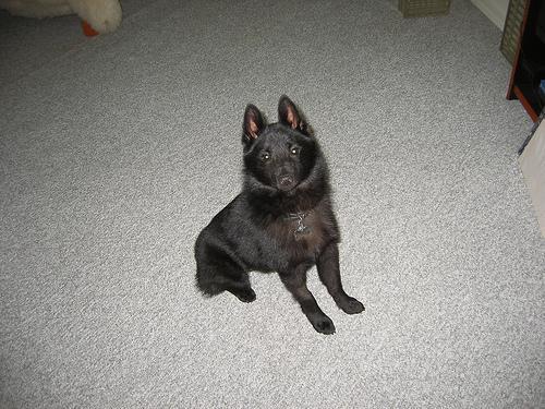 https://images.dog.ceo/breeds/schipperke/n02104365_7629.jpg