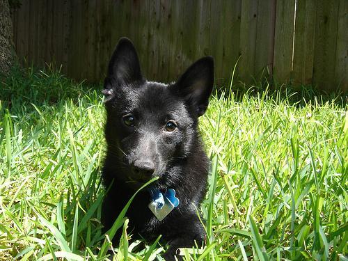 https://images.dog.ceo/breeds/schipperke/n02104365_7641.jpg