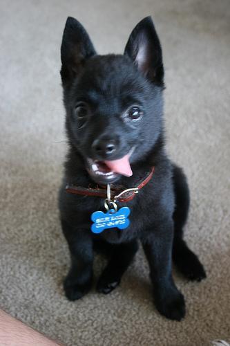 https://images.dog.ceo/breeds/schipperke/n02104365_7643.jpg