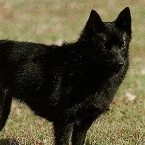 https://images.dog.ceo/breeds/schipperke/n02104365_7768.jpg