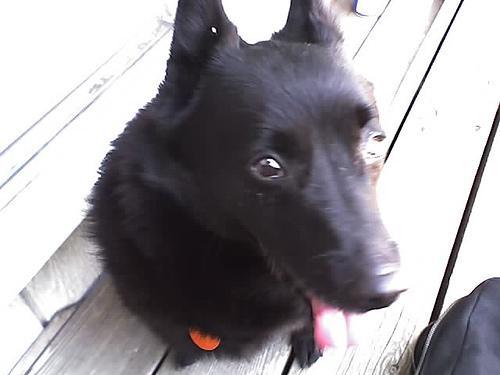 https://images.dog.ceo/breeds/schipperke/n02104365_7822.jpg