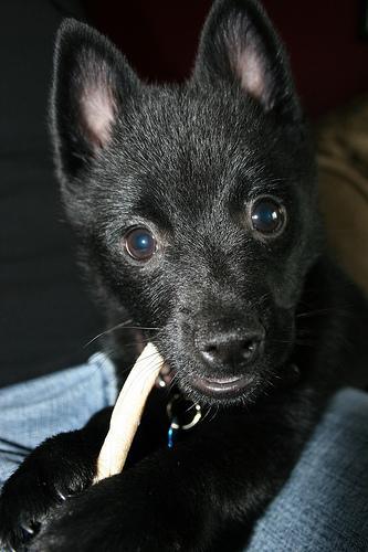 https://images.dog.ceo/breeds/schipperke/n02104365_7859.jpg