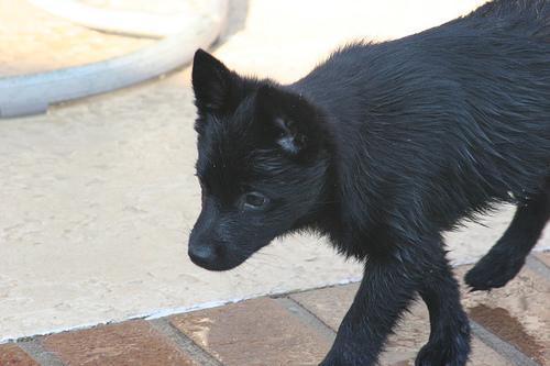 https://images.dog.ceo/breeds/schipperke/n02104365_7881.jpg