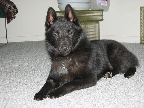 https://images.dog.ceo/breeds/schipperke/n02104365_7887.jpg