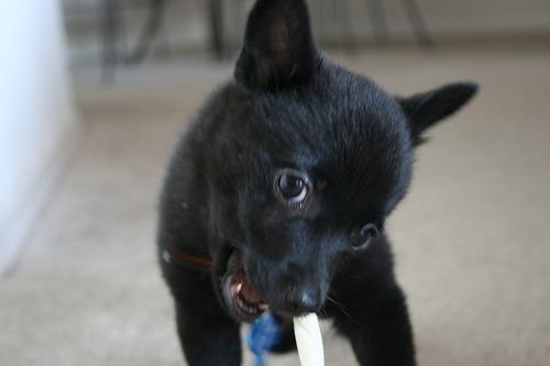 https://images.dog.ceo/breeds/schipperke/n02104365_7892.jpg