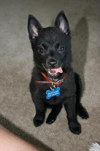 https://images.dog.ceo/breeds/schipperke/n02104365_7944.jpg