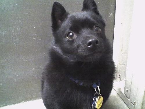 https://images.dog.ceo/breeds/schipperke/n02104365_7956.jpg