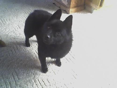 https://images.dog.ceo/breeds/schipperke/n02104365_8119.jpg