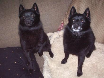 https://images.dog.ceo/breeds/schipperke/n02104365_8190.jpg