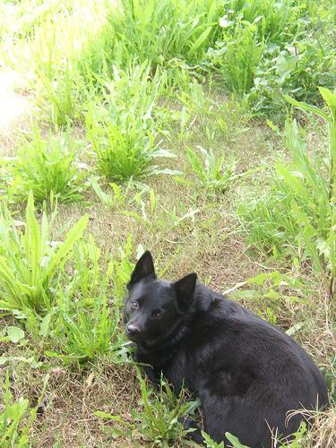 https://images.dog.ceo/breeds/schipperke/n02104365_8226.jpg