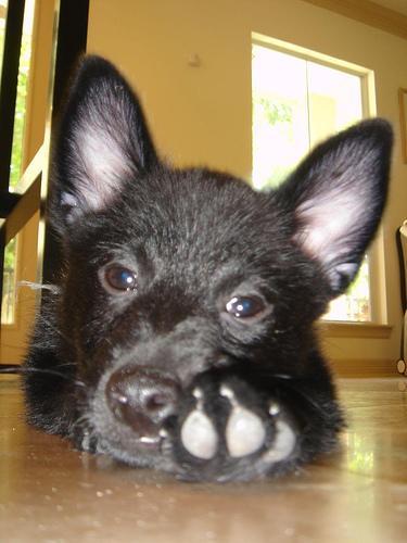 https://images.dog.ceo/breeds/schipperke/n02104365_8451.jpg